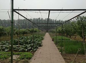 网旗无线WiFi覆盖案例--北京倍肯种植园
